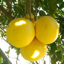 Carica l'immagine nel visualizzatore di Gallery, Pompelmo Giallo cal 1-2 cat I