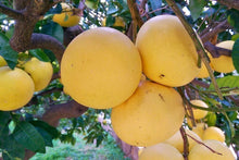 Carica l'immagine nel visualizzatore di Gallery, Pompelmo Giallo cal 1-2 cat I