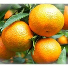 Carica l'immagine nel visualizzatore di Gallery, Mandarini Clementine apireno di Ribera cat I
