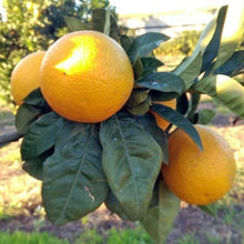 Carica l'immagine nel visualizzatore di Gallery, Arance Vaniglia Apireno cat I