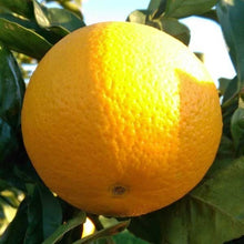 Carica l'immagine nel visualizzatore di Gallery, Arance Vaniglia Apireno cat I