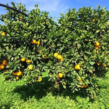 Carica l'immagine nel visualizzatore di Gallery, Arance Fioroni Cal Max 1-2 Washington navel cat I