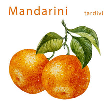 Carica l'immagine nel visualizzatore di Gallery, Mandarino Tardivo Profumato cal 3-4 cat I