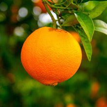 Carica l'immagine nel visualizzatore di Gallery, Arance Fioroni Cal Max 1-2 Washington navel cat I