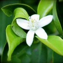 Carica l'immagine nel visualizzatore di Gallery, Arance Vaniglia Apireno cat piccola cat II OFFERTA 24 KG