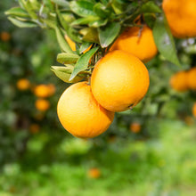 Carica l'immagine nel visualizzatore di Gallery, Arance Bio Family (cal medio 3-4) W. Navel cat I