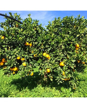 Carica l'immagine nel visualizzatore di Gallery, Arance Bio Family (cal medio 3-4) W. Navel cat I