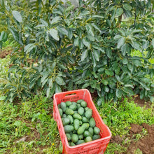 Carica l'immagine nel visualizzatore di Gallery, Avocado siciliano Hass