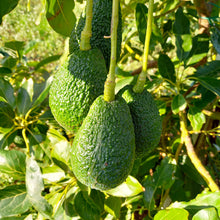 Carica l'immagine nel visualizzatore di Gallery, Avocado siciliano Hass