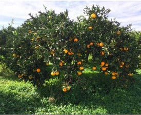 Perché acquistare le arance biologiche a domicilio