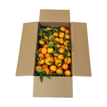 Load image into Gallery viewer, Mandarini Clementine apireno di Ribera cat I
