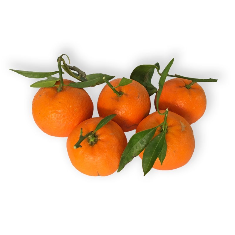 10 Semi Freschi Di Clementine – Agrumi Da Coltivare, In Bustina Trasparente Con Etichetta Varietà, Per Orto E Giardino