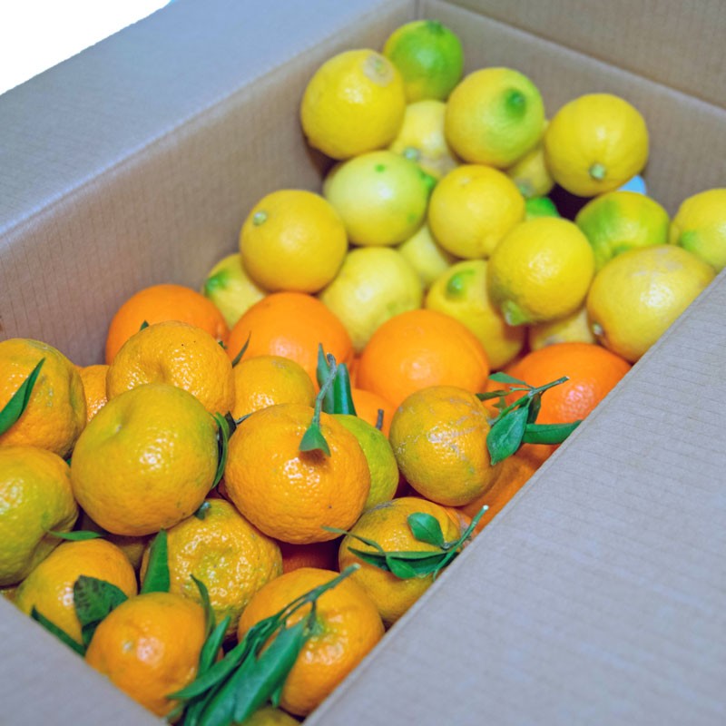 Mix di Agrumi 12 kg - Arance Limoni Mandarini cat I